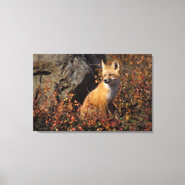 Lienzo zorro rojo, Vulpes vulpes (Anverso)