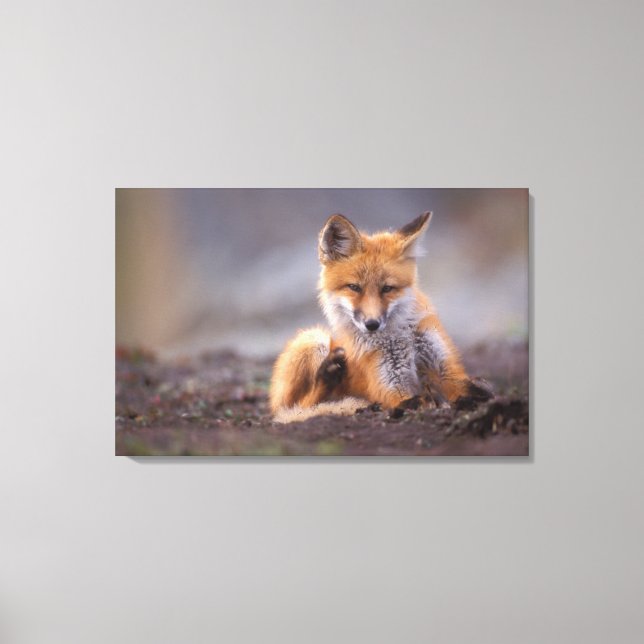 Lienzo zorro rojo, Vulpes vulpes, cachorro rascándose, (Anverso)
