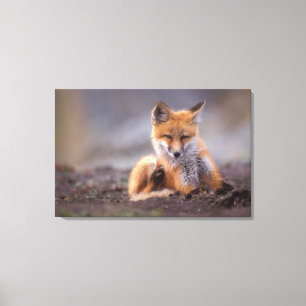 Lienzo zorro rojo, Vulpes vulpes, cachorro rascándose,