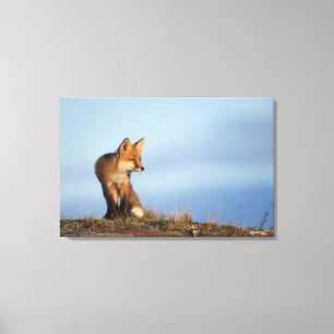 Lienzo zorro rojo, vulpes vulpes vulpes