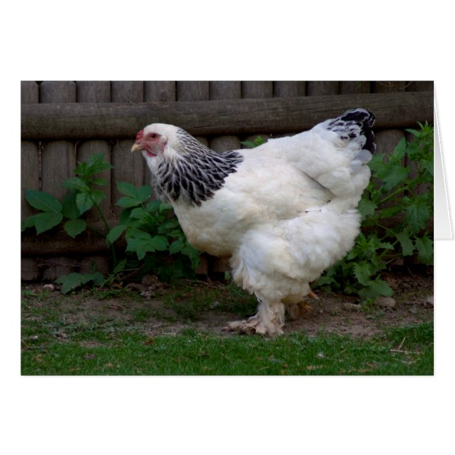 Light Brahma Hen (Anverso (Horizontal))