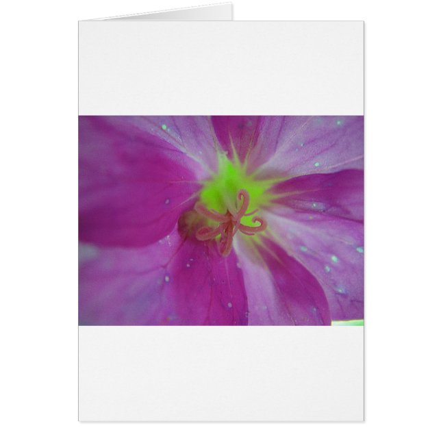 Lila gestreiftes Blütenmuster mit gelber Mitte (Frente)