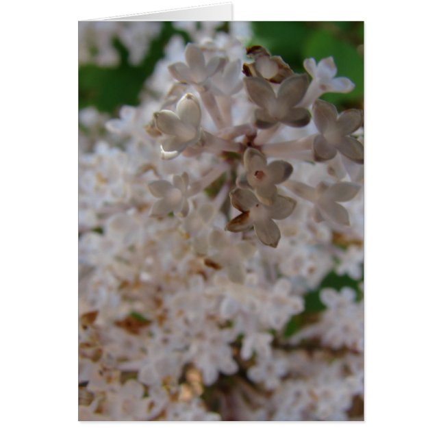 Lilac (Frente)