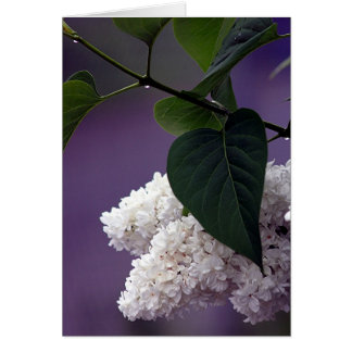 LILAC BLANCA