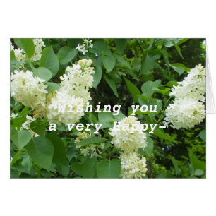 Lilac blanco bonito Bush