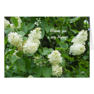 Lilac blanco bonito Bush