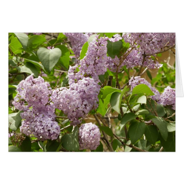 Lilac Bush hermosas flores de primavera morada (Anverso (Horizontal))