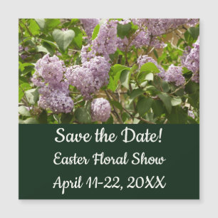 Lilac Bush hermosas flores de primavera morada