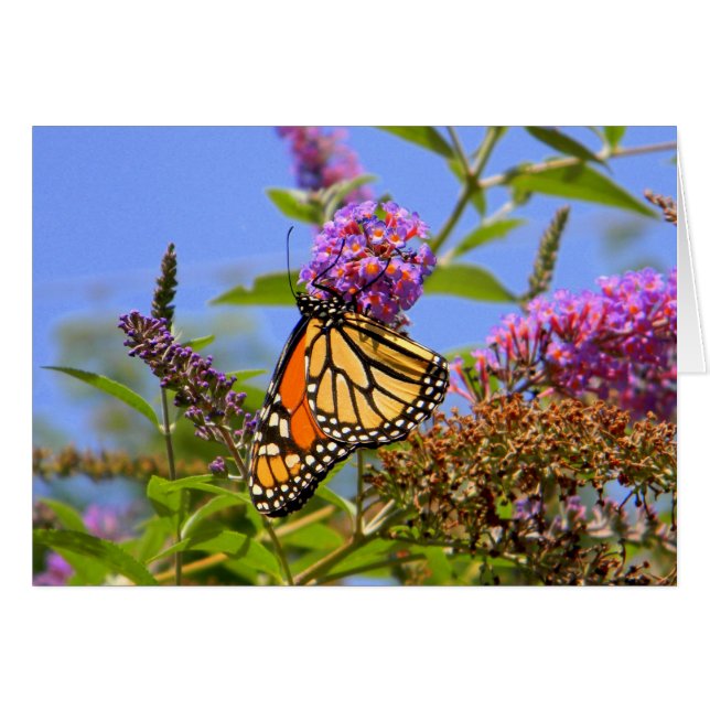 Lilac Butterfly Card (Anverso (Horizontal))