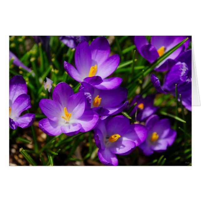 Lilac Crocuses (Anverso (Horizontal))