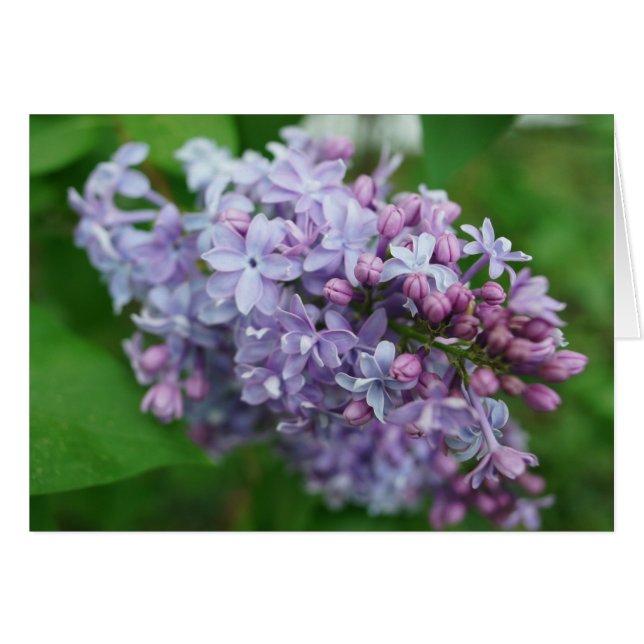 Lilac Love (Anverso (Horizontal))