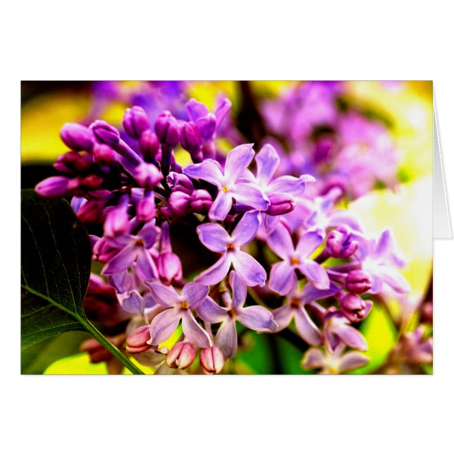 Lilac macro (Anverso (Horizontal))