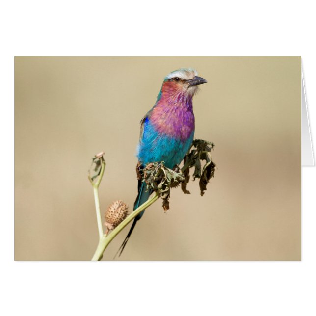 Lilac pechuga (Anverso (Horizontal))