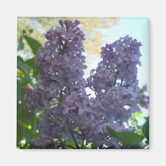 Lilac púrpura 8 imán