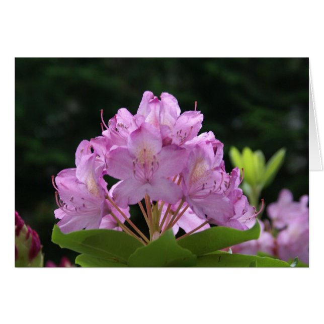 Lilac Rhododendron (Anverso (Horizontal))
