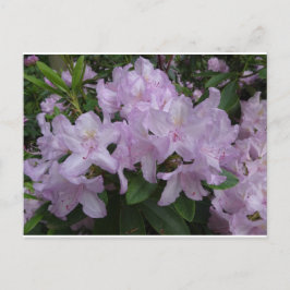 Lilac Rhododendron Flores MORIR postal