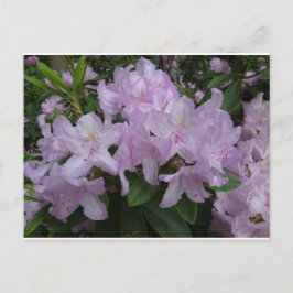 Lilac Rhododendron Flores MORIR postal