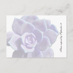 Lilac translúcido Succulum Rsvp
