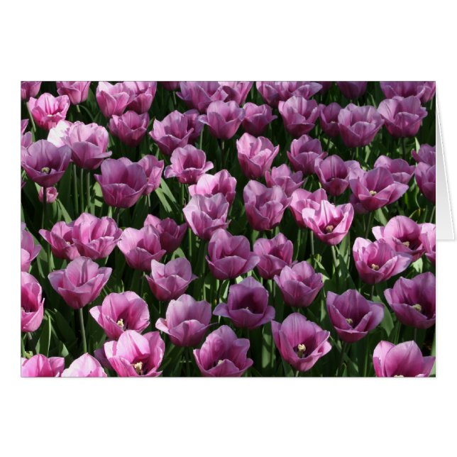 Lilac Tulips (Anverso (Horizontal))