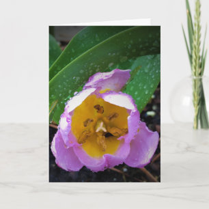 Lilac Wonder Tulip, tarjeta