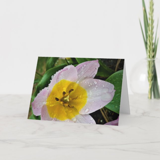 Lilac Wonder Tulip, tarjeta (Anverso)