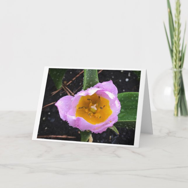 Lilac Wonder Tulip, tarjeta (Anverso)