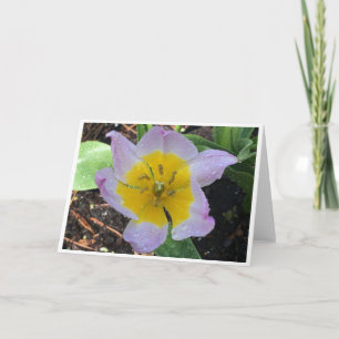 Lilac Wonder Tulip, tarjeta