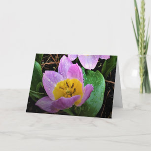 Lilac Wonder Tulip, tarjeta