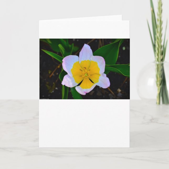 Lilac Wonder Tulip, tarjeta (Anverso)