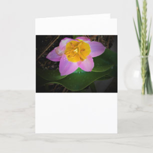 Lilac Wonder Tulip, tarjeta