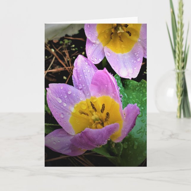 Lilac Wonder Tulip, tarjeta (Anverso)