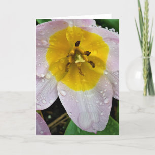 Lilac Wonder Tulip, tarjeta