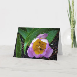 Lilac Wonder Tulip, tarjeta