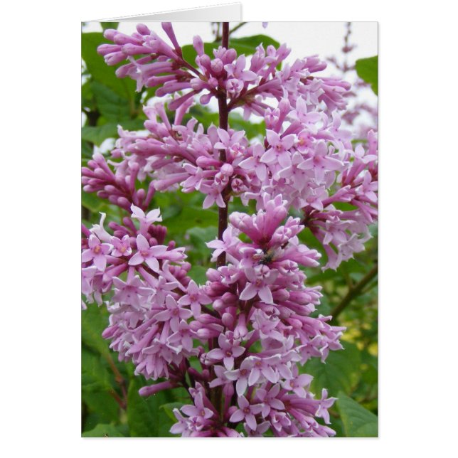 Lilacs Blooming (Frente)