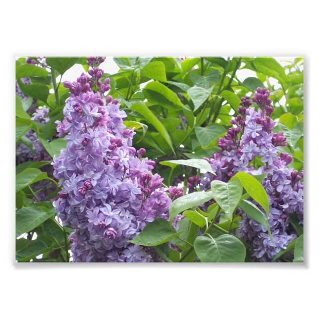 Lilacs de impresión fotográfica (Frente)