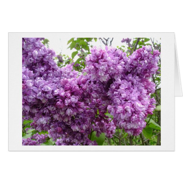 Lilacs En Bloom (Anverso (Horizontal))