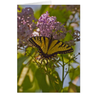 Lilacs y mariposa