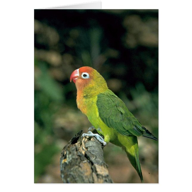 Lilians Lovebird (Frente)