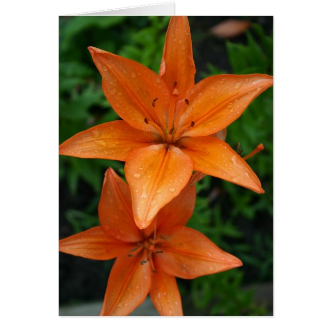 Lilies 3 (Frente)