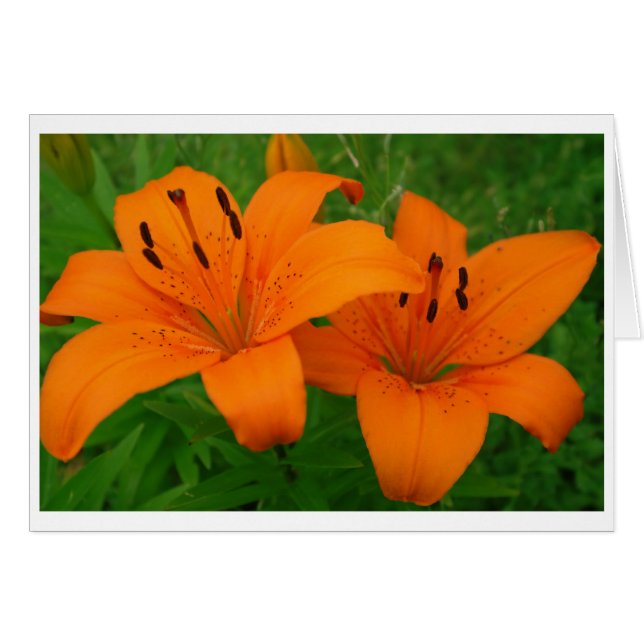 Lilies Card (Anverso (Horizontal))