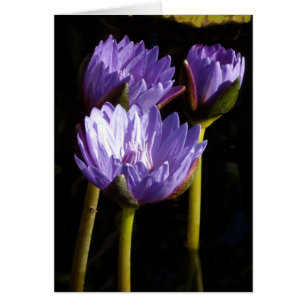 Lilies de agua morada