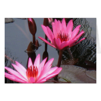 Lilies de agua rosada