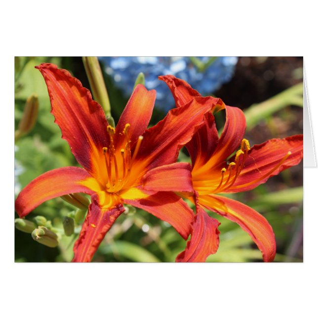 Lilies en flor (Anverso (Horizontal))