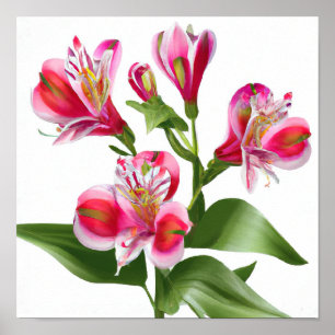 Lilis peruana rosada Poster de arte de las flores