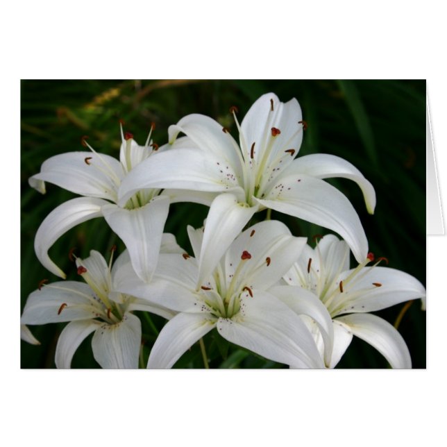 Lillies (Anverso (Horizontal))