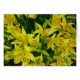 LILLIES AMARILLAS
