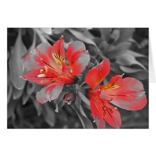 Lillies Black & White (Anverso (Horizontal))