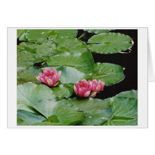 Lillies, casa de Monet, Giverny, Francia