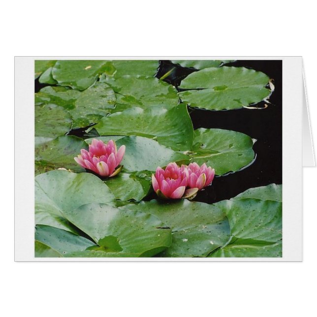 Lillies, casa de Monet, Giverny, Francia (Anverso (Horizontal))