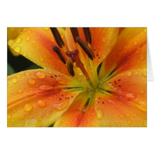 Lillies in the Rain